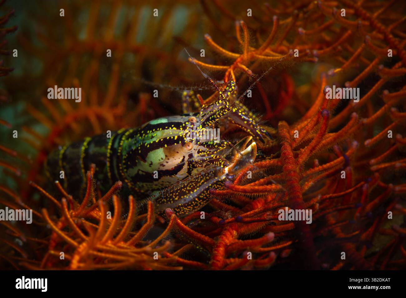 Snapping shrimp hi-res stock photography and images - Alamy