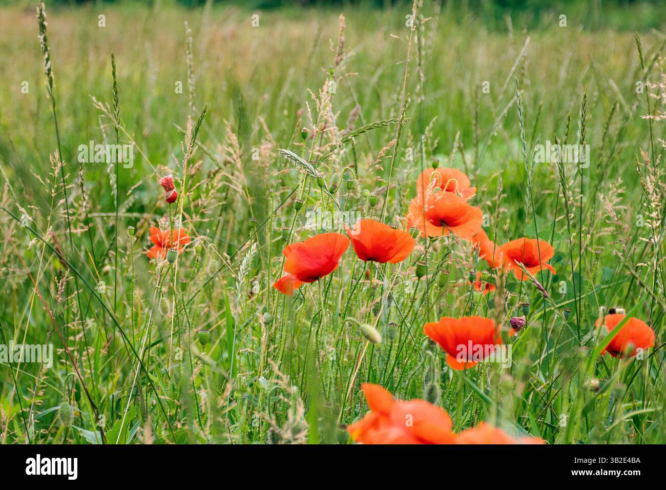 field with red poppy flowers in summer. floral nature background in bloom on the green rural meadow. Stock Photo