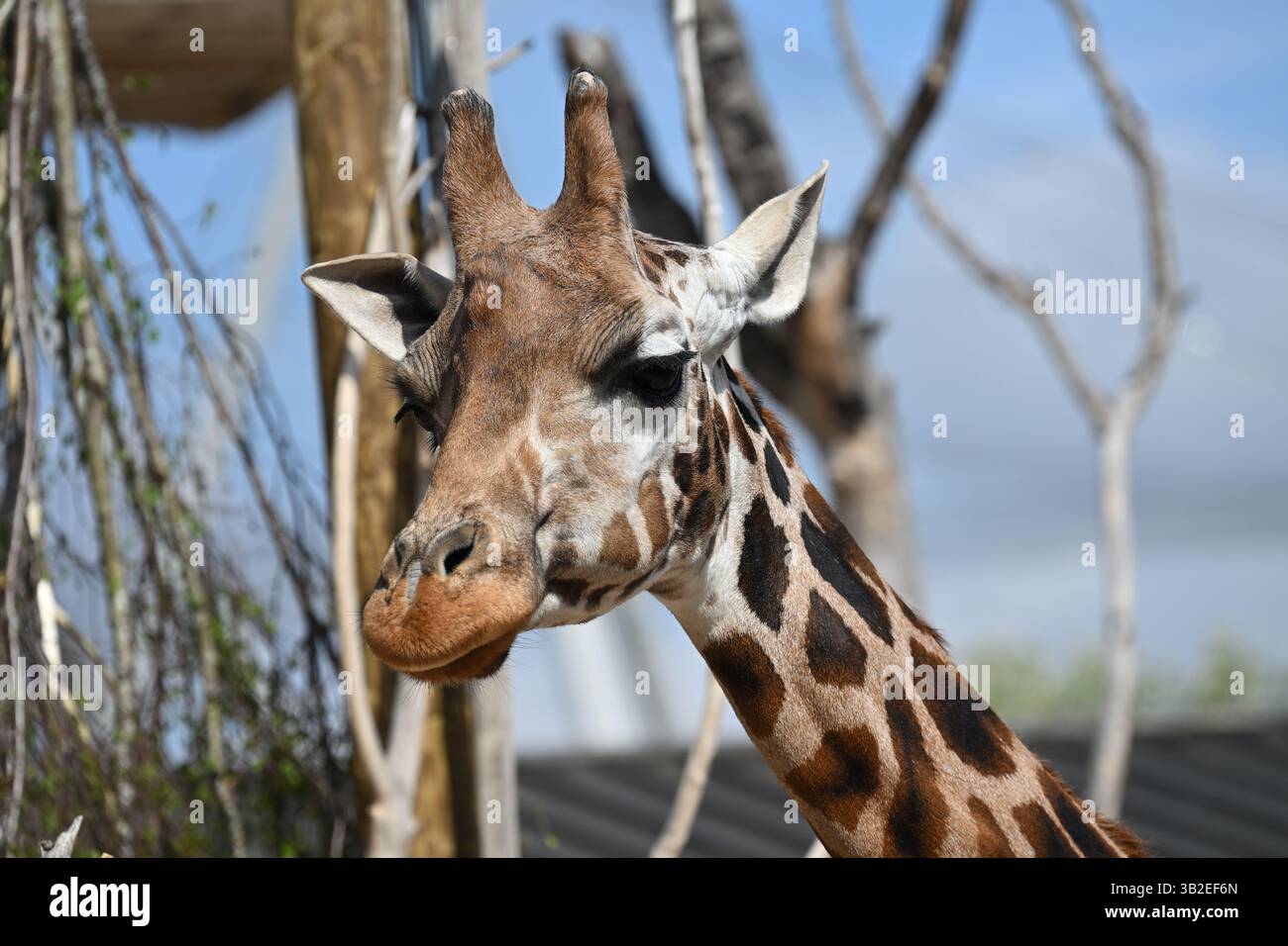 A Northern giraffe in the sun at London Zoo Stock Photo
