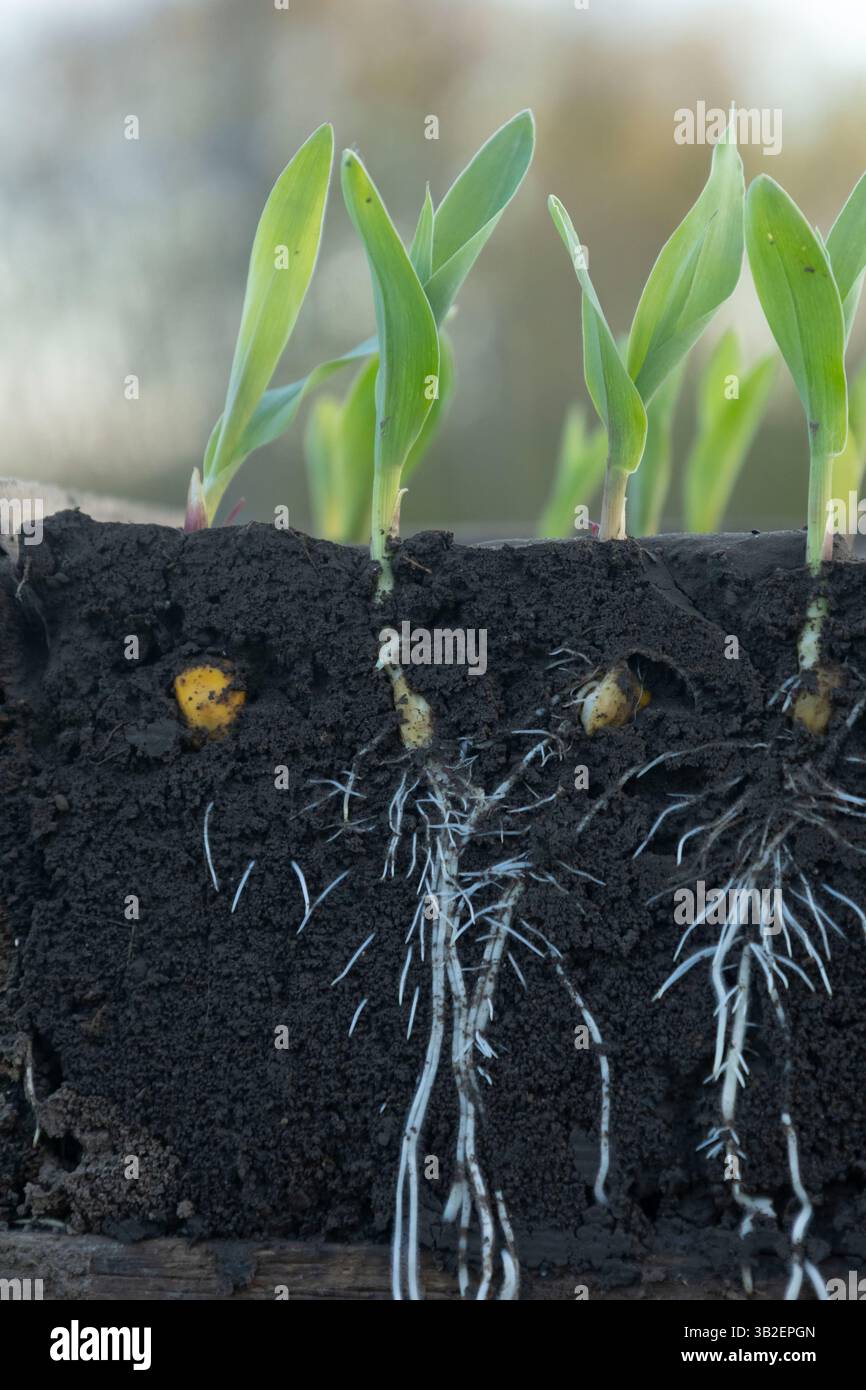 Sprouts young corn roots hi-res stock photography and images - Alamy