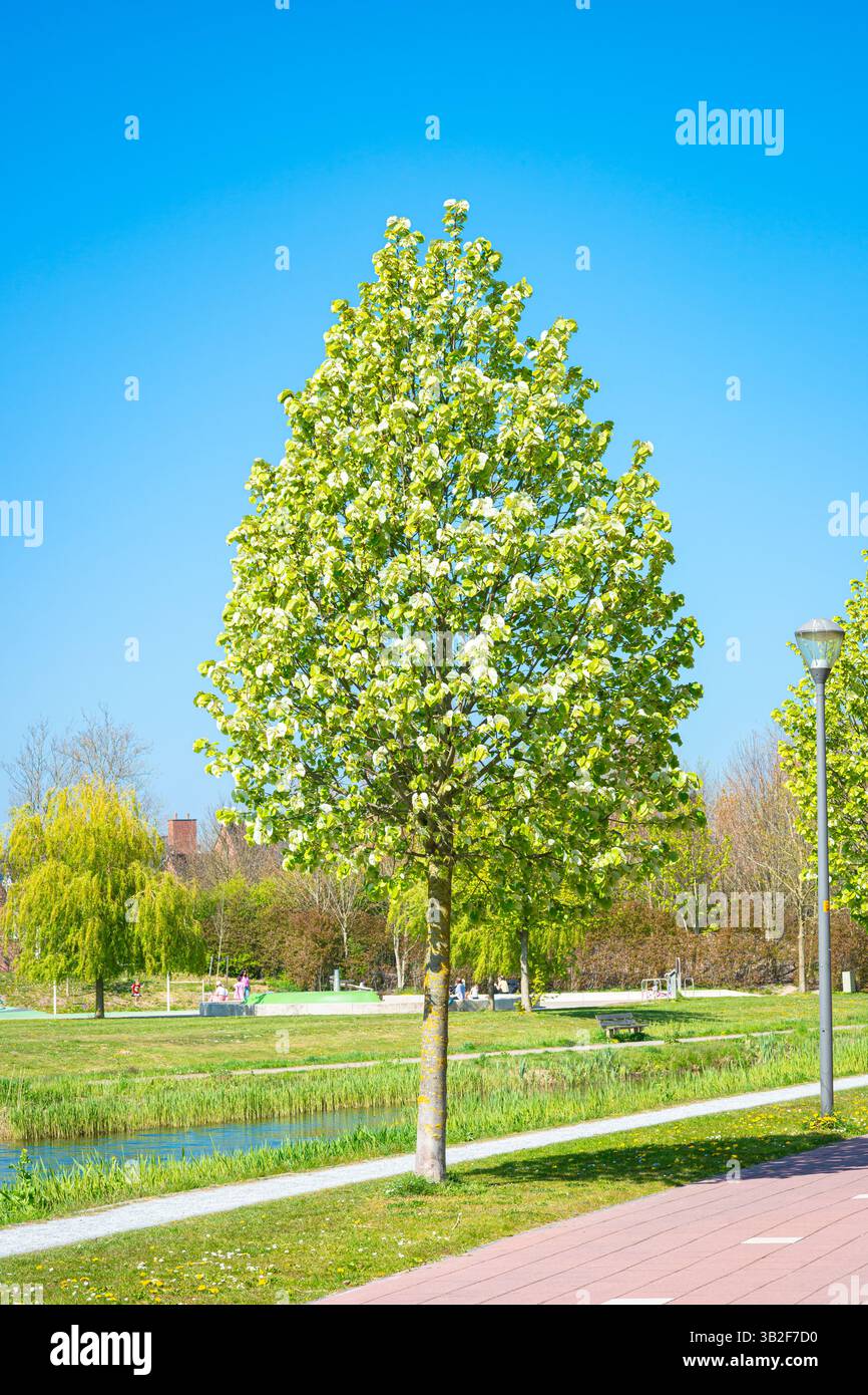 Single linden or basswood tree (Tilia) with silvery green leaves against a blue sky. The tree is also known as lime tree. Stock Photo