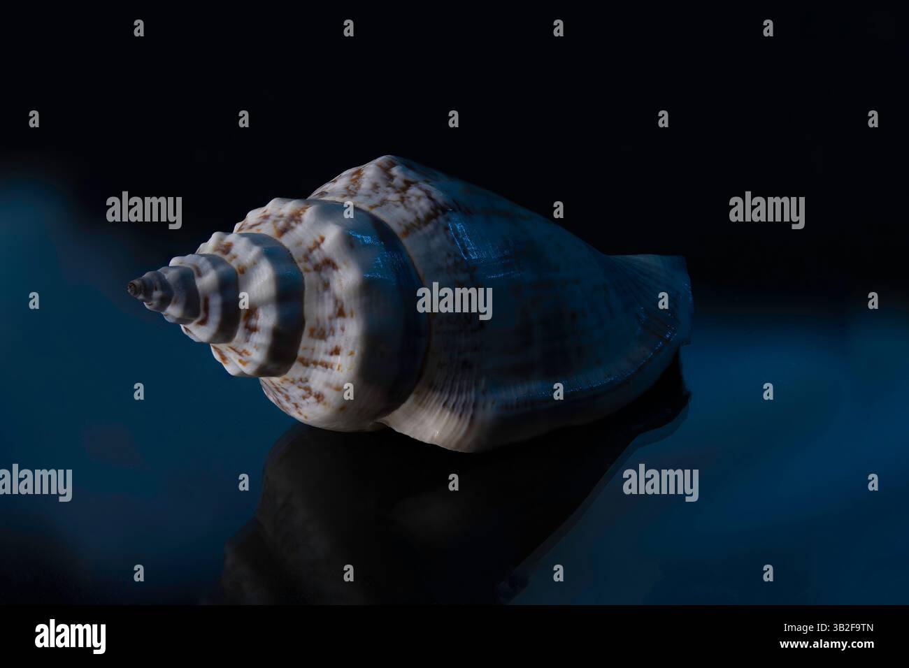 Seashells on a black background with blue highlights Stock Photo