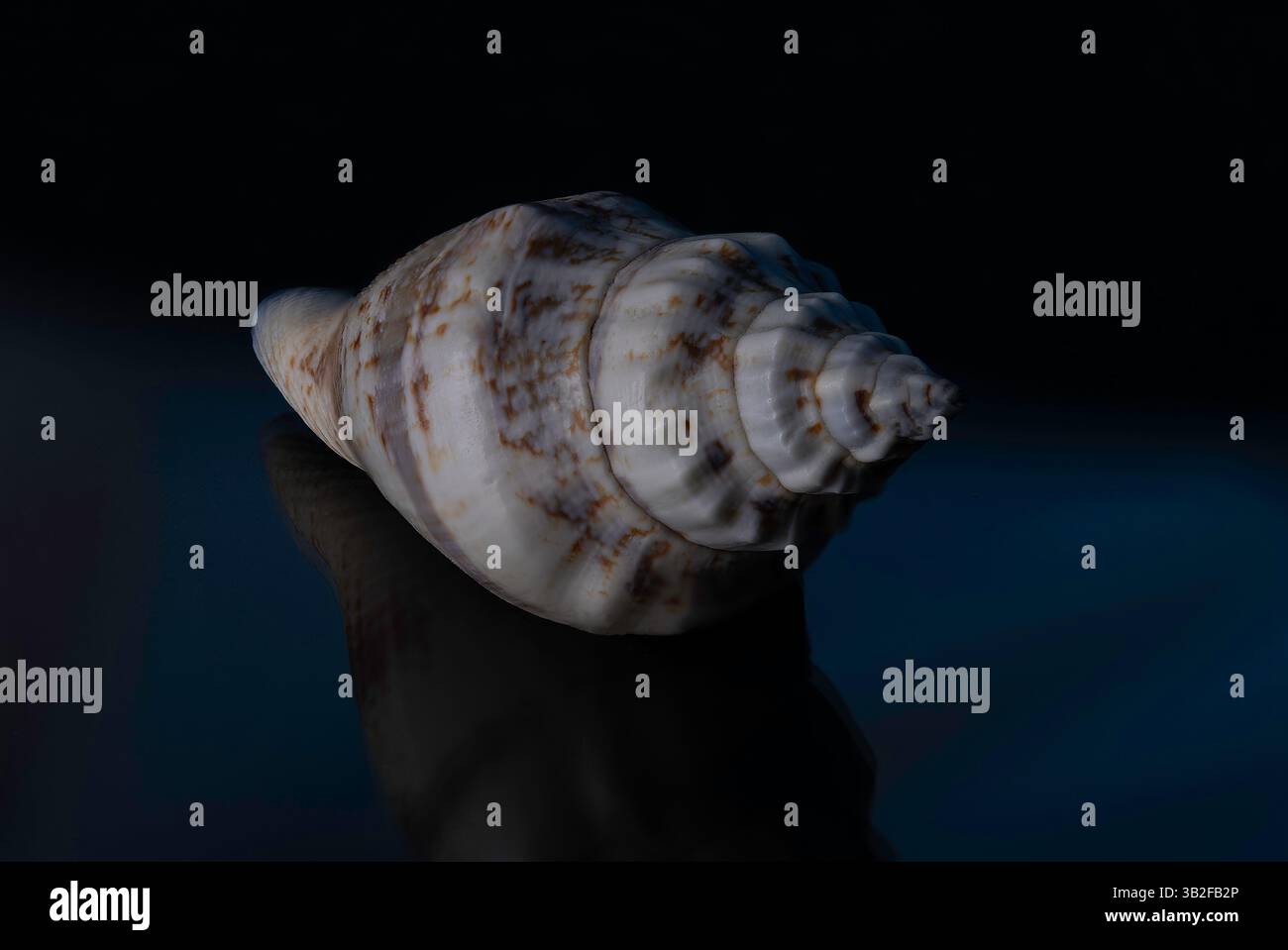 Seashells on a black background with blue highlights Stock Photo