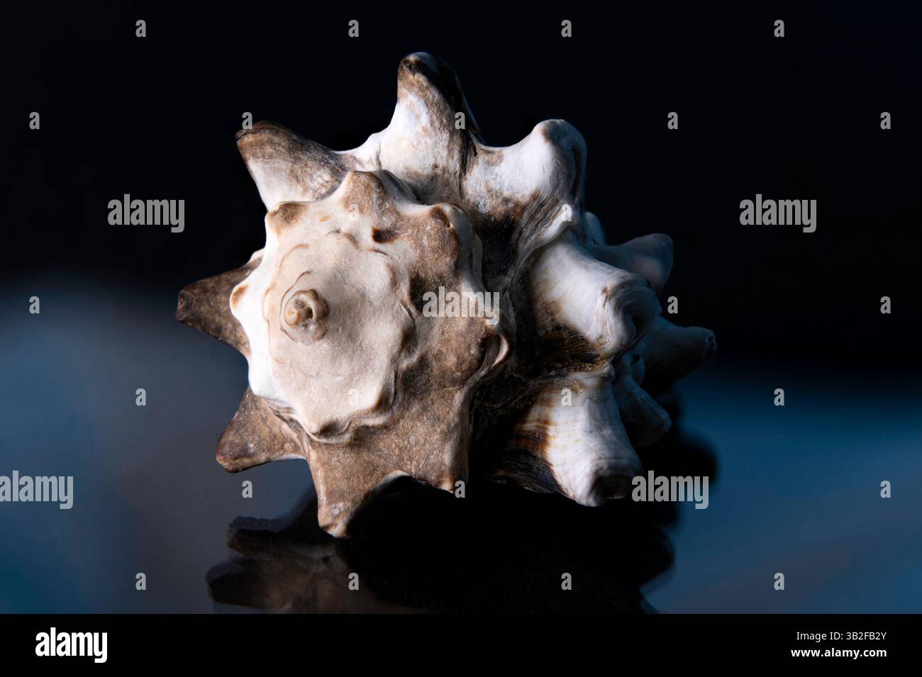 Seashells on a black background with blue highlights Stock Photo