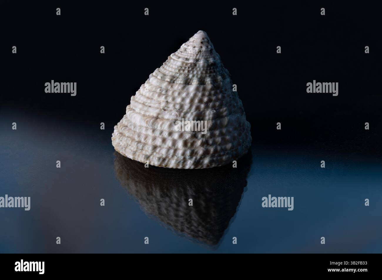 Seashells on a black background with blue highlights Stock Photo