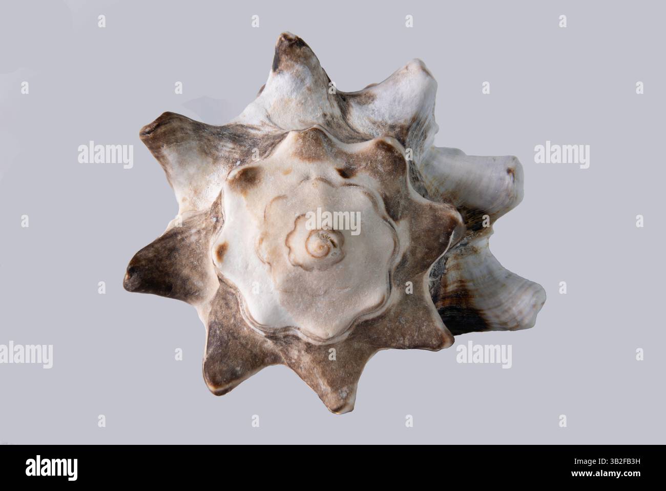 Seashells on a white background Stock Photo