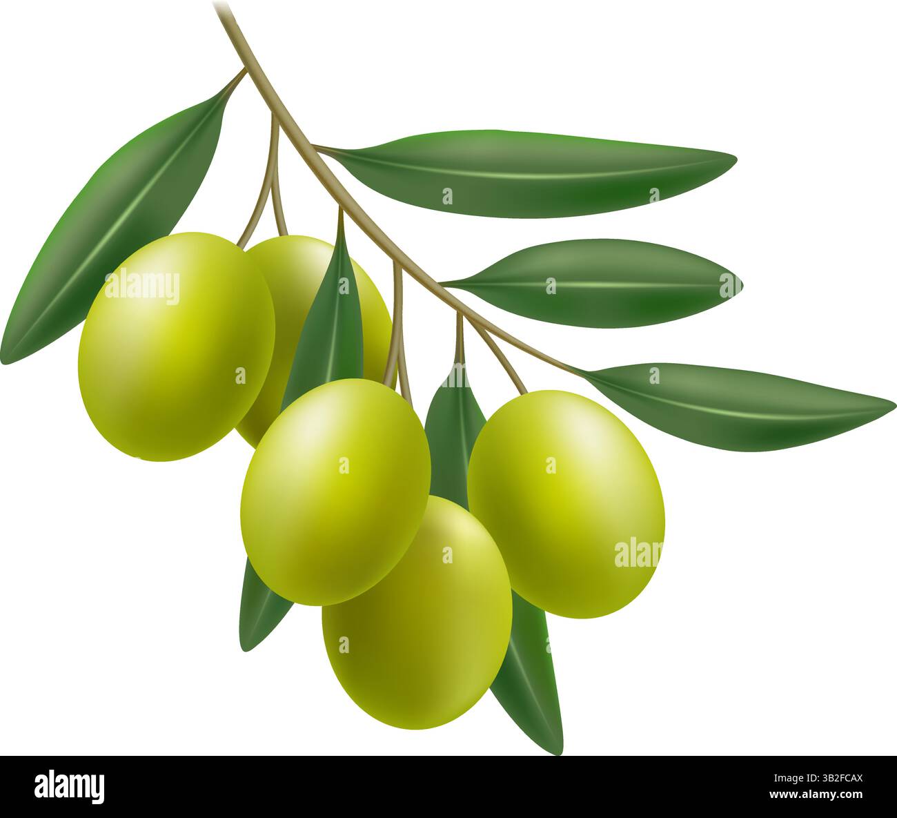 Realistic green olive branch Stock Vector Image & Art - Alamy