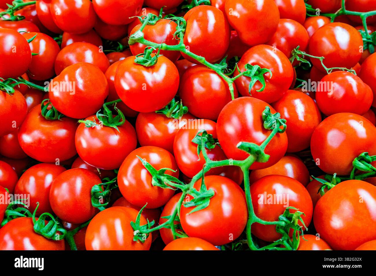 cherry tomatoes on branches, selective focus Stock Photo