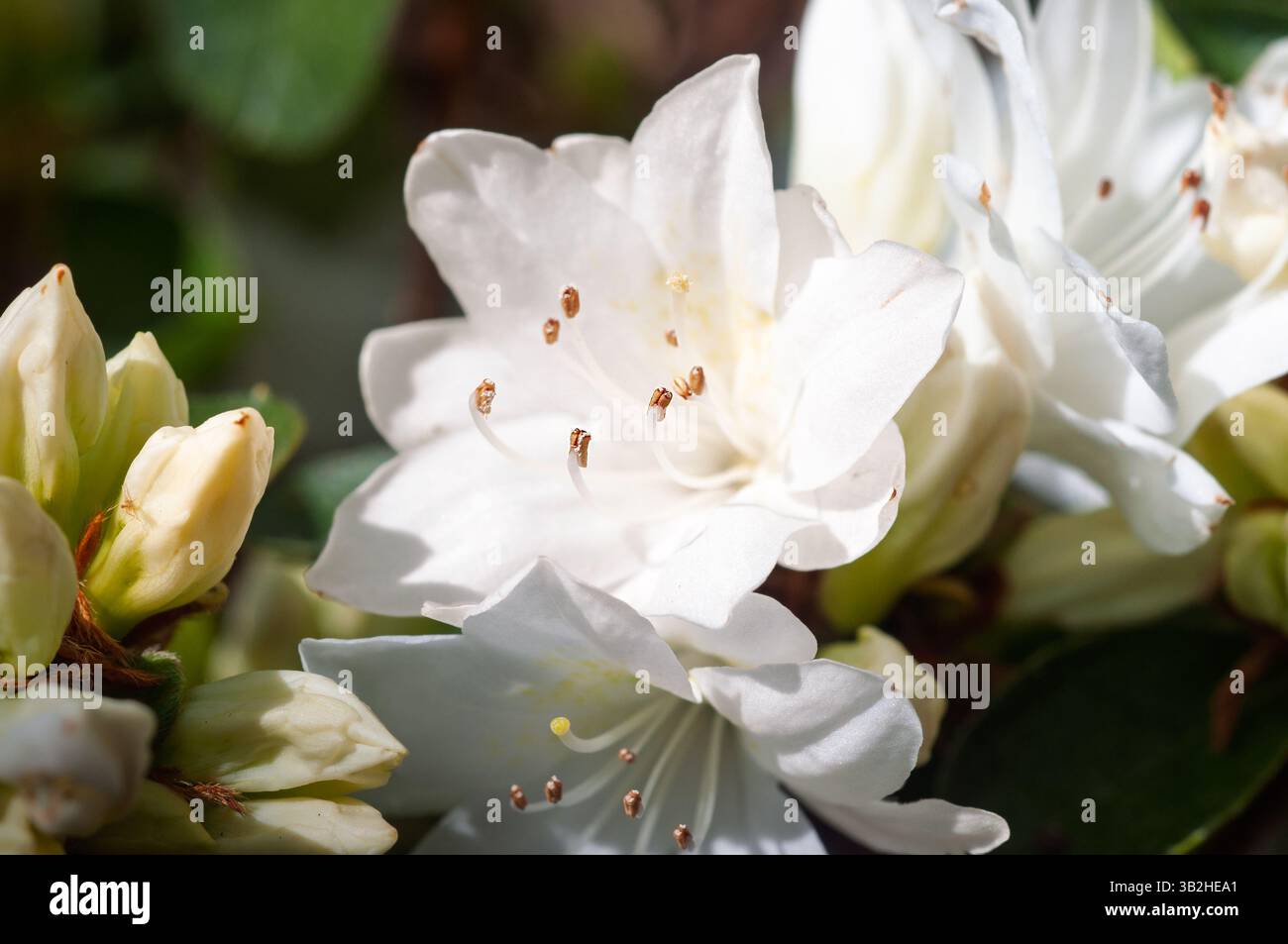 Azalea Structure A close-up captures the delicate beauty of white azalea flowers in ...