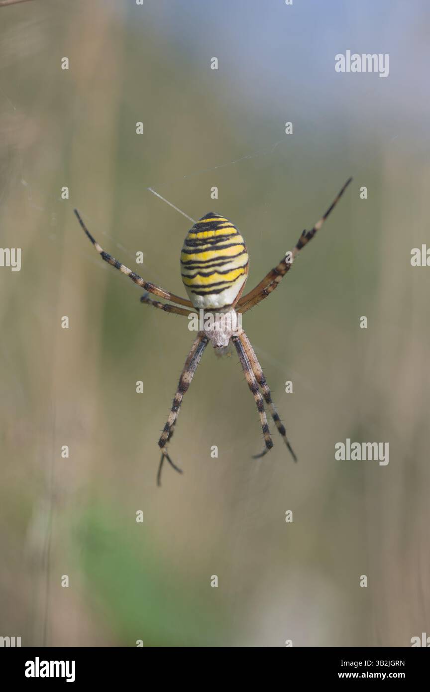 close-up-argiope-bee-spider-3B2JGRN.jpg