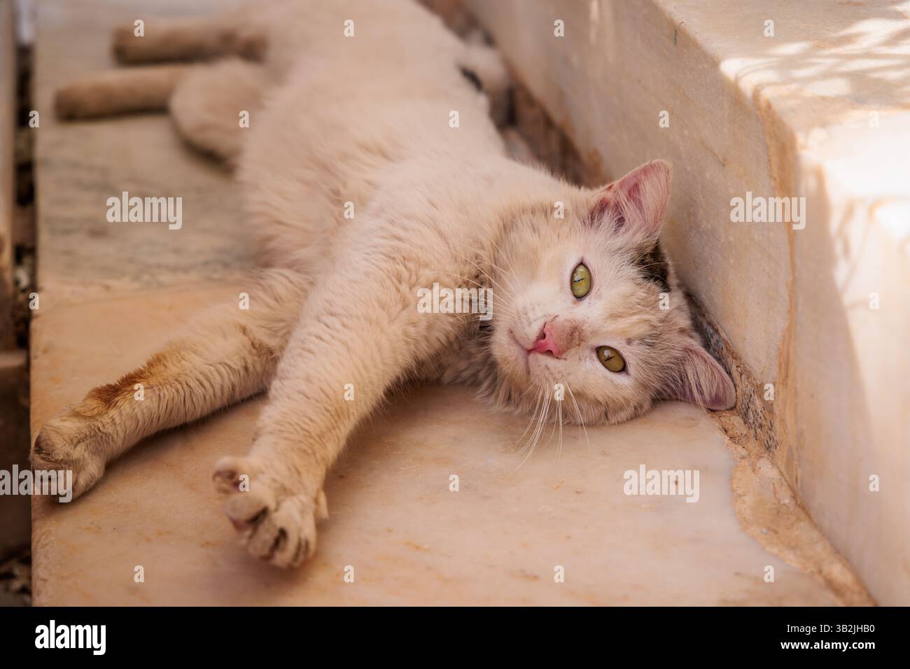 White street cat stretches out in the spring afternoon sunshine on the ...