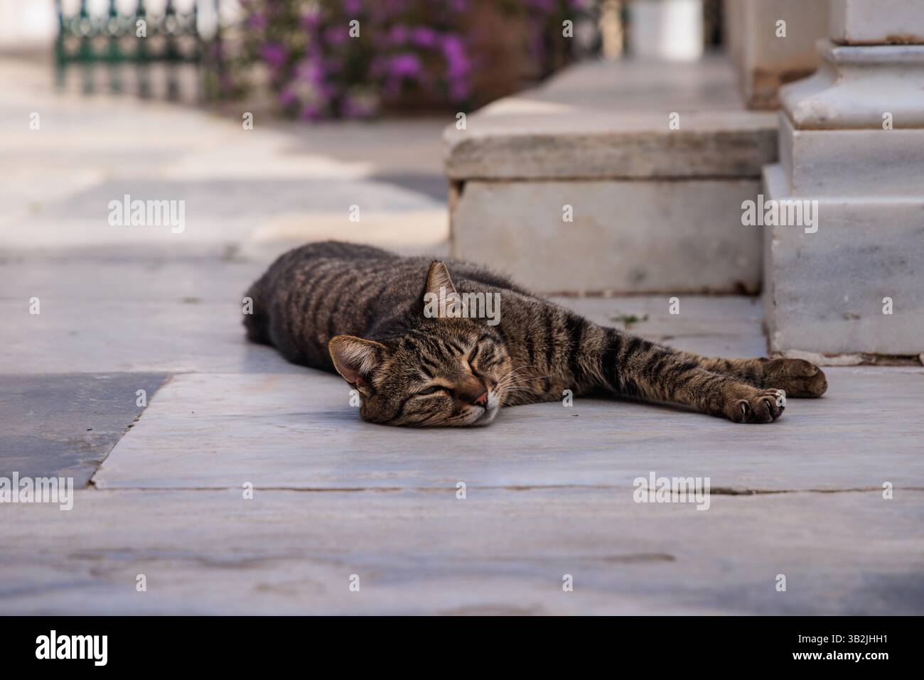 Tabby street cat stretches out in the spring afternoon sunshine on the ...
