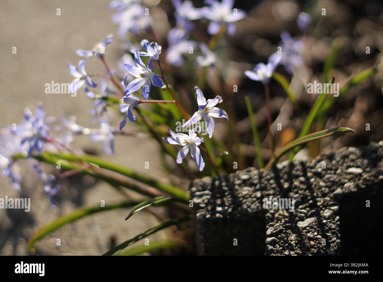 The Lovely Short Lived Flowering Lucile's Glory-Of-The-Snow Stock Photo