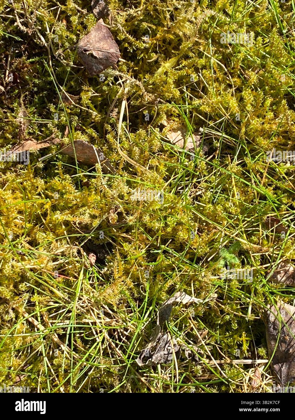 Beauty of moss hi-res stock photography and images - Alamy