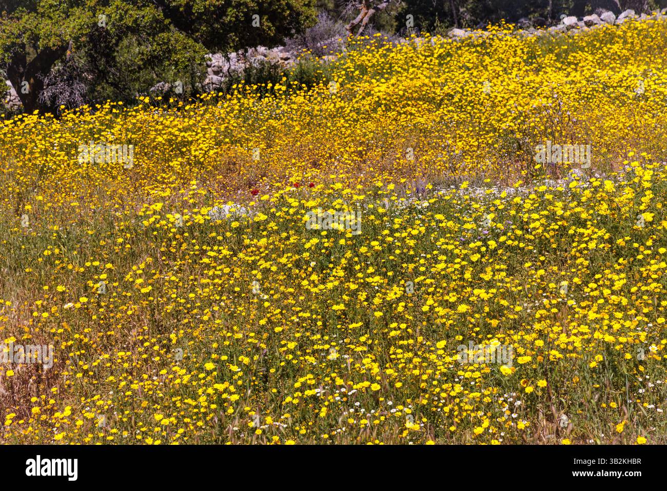 Yellow wildflowers cover the mountainside on the Greek island of Hydra in spring Stock Photo