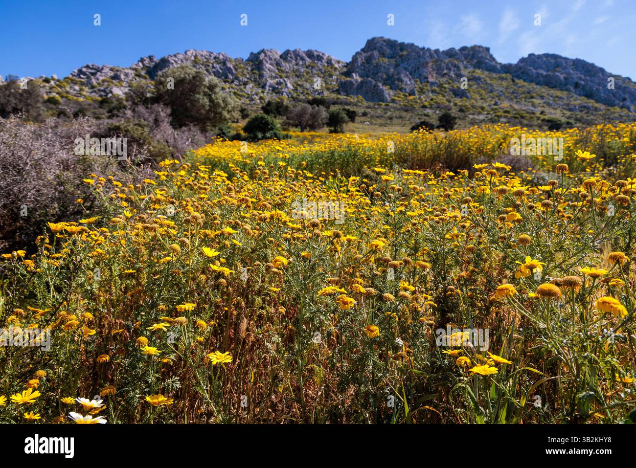 Yellow wildflowers cover the mountainside on the Greek island of Hydra in spring Stock Photo