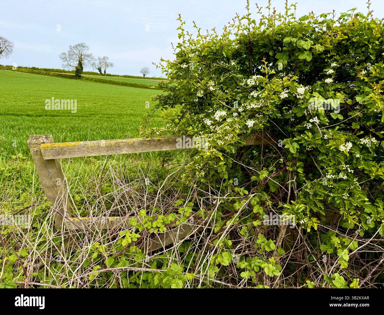 A hedgerow in springtime in the English countryside. Stock Photo