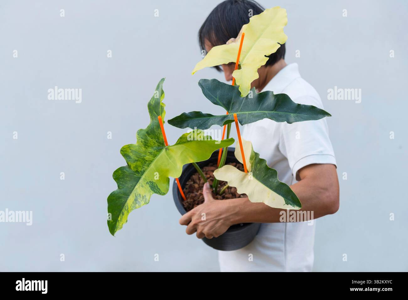 Closeup focus to Philodendron williamsii Variegated x angela in the pot  Stock Photo - Alamy