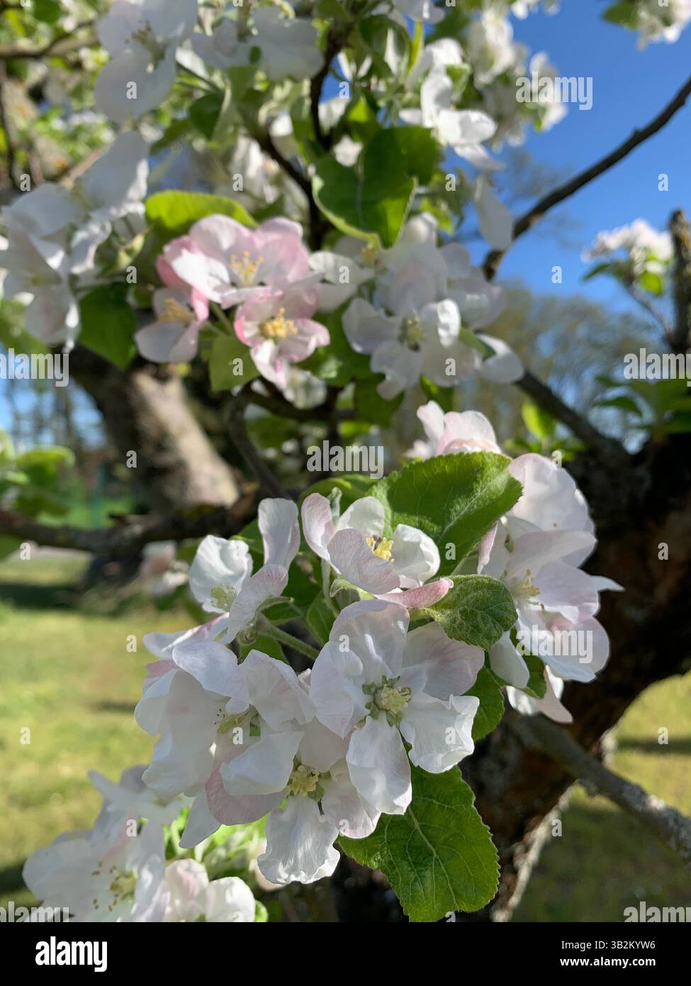 Apple Blossom - Smartphone Captured Stock Image