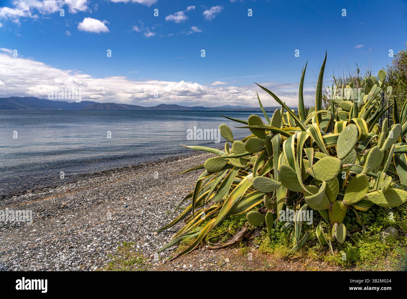 Near cactus beach hi-res stock photography and images - Alamy