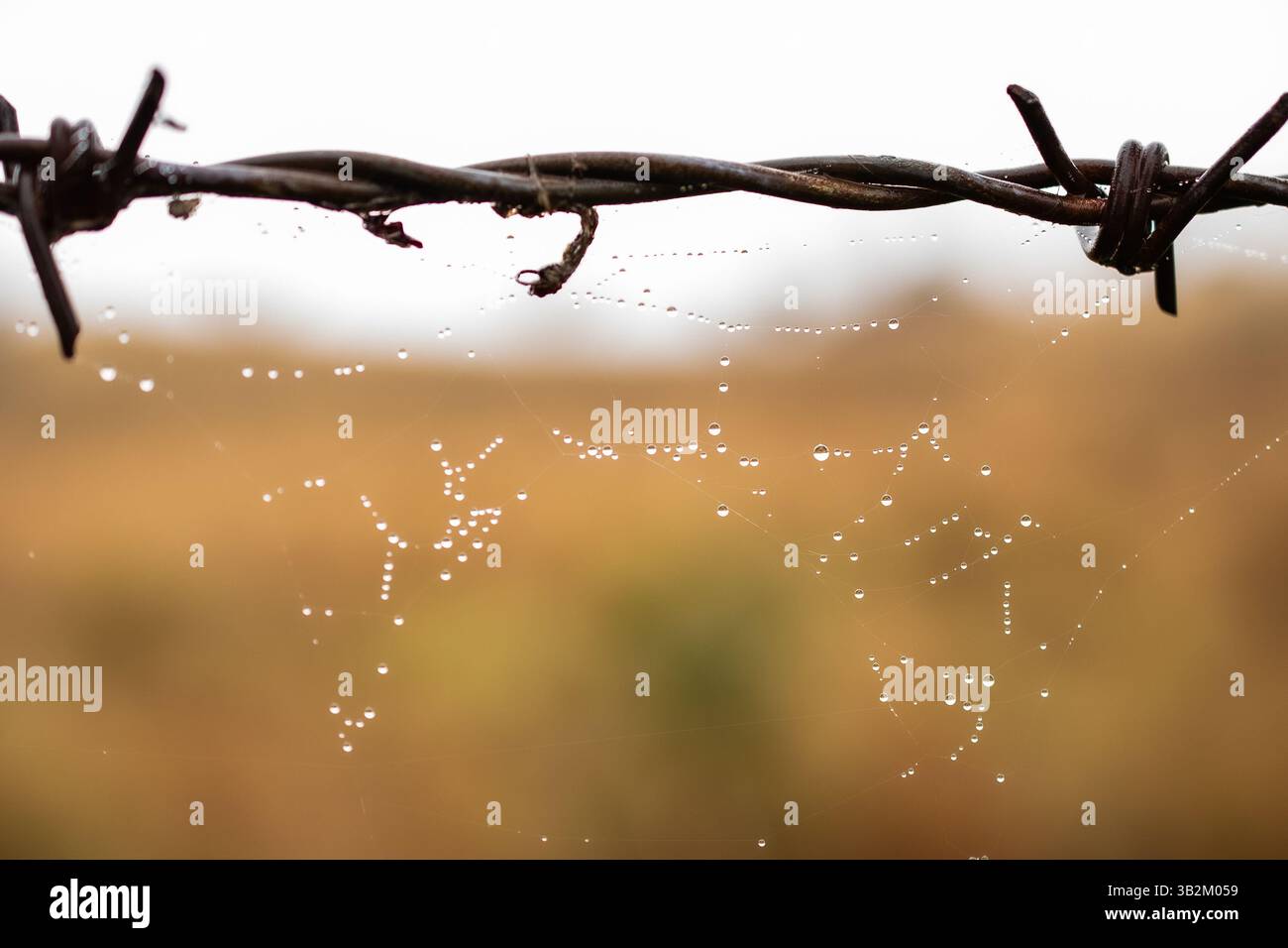 dew drops on a spiders web Stock Photo