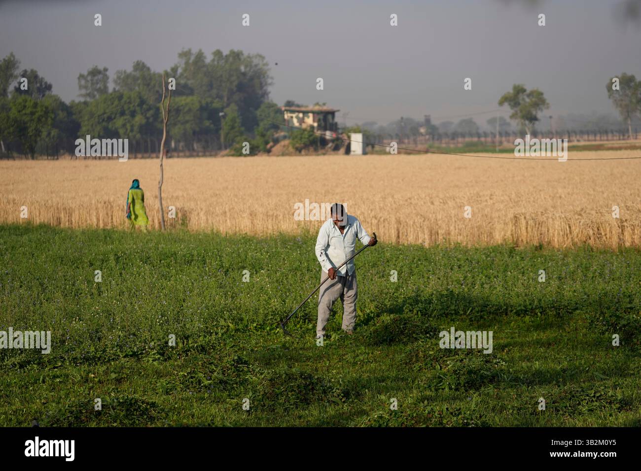 Fodder For Cattle In India An Indian man harvests fodder to feed his cattle early in the morning ...