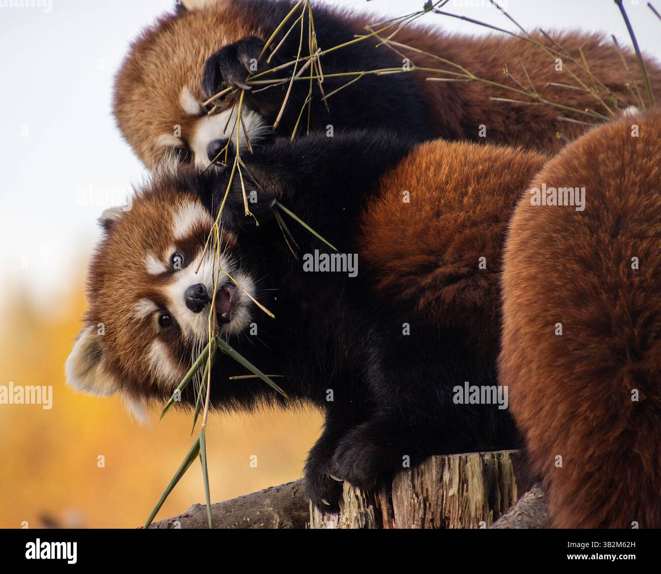 Two Red Pandas Engage In Playful Behavior While Nibbling On Bamboo In A Two Red Pandas Engage In Playful Behavior While Nibbling On Bamboo In A