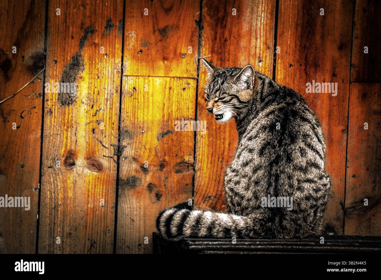 Cat full body sitting back hi-res stock photography and images - Alamy