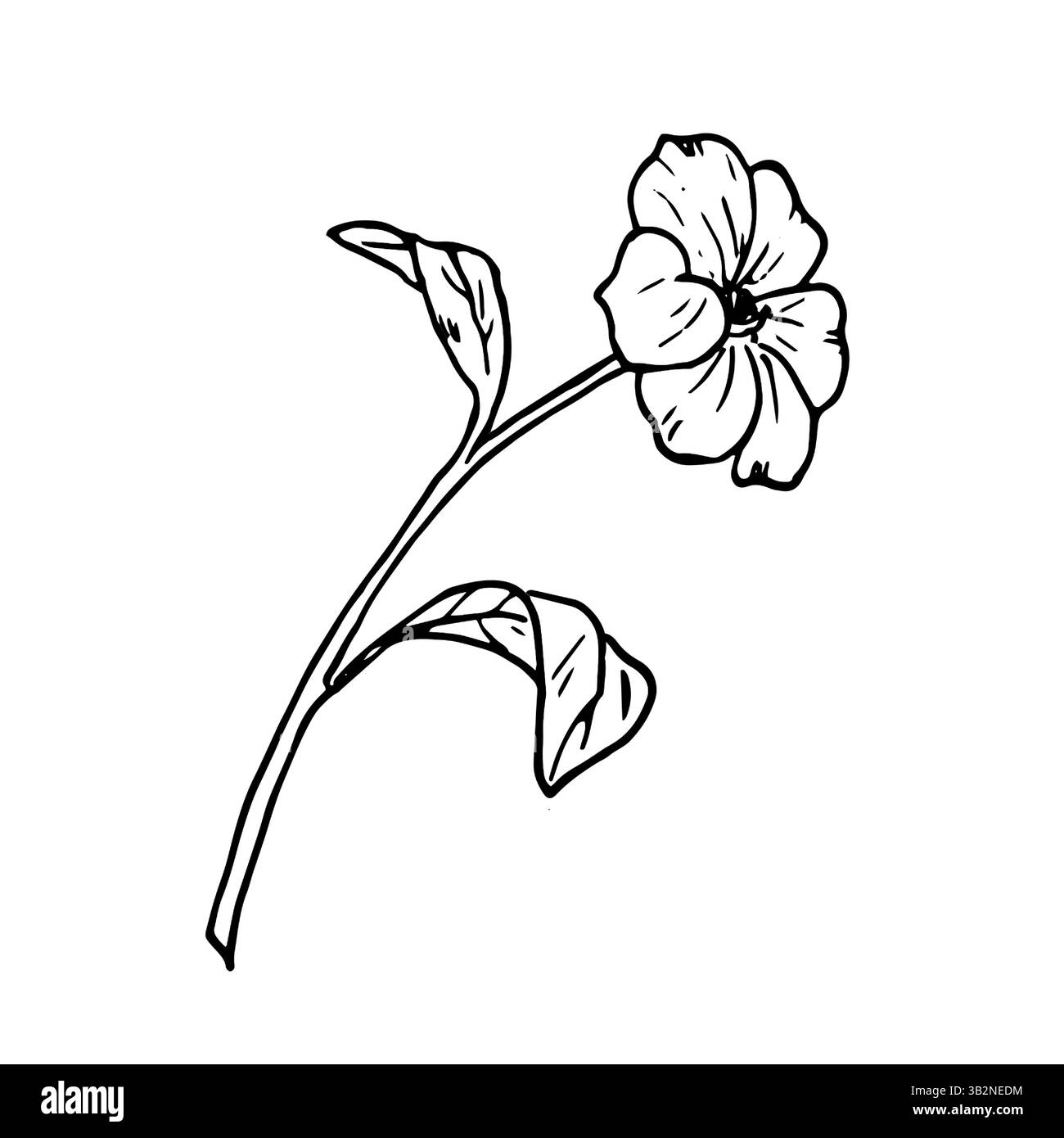 Meadow flower with leaves, black and white ink sketch. Vector illustration. Botanical illustration of wildflowers, isolated on white background. Flora Stock Vector