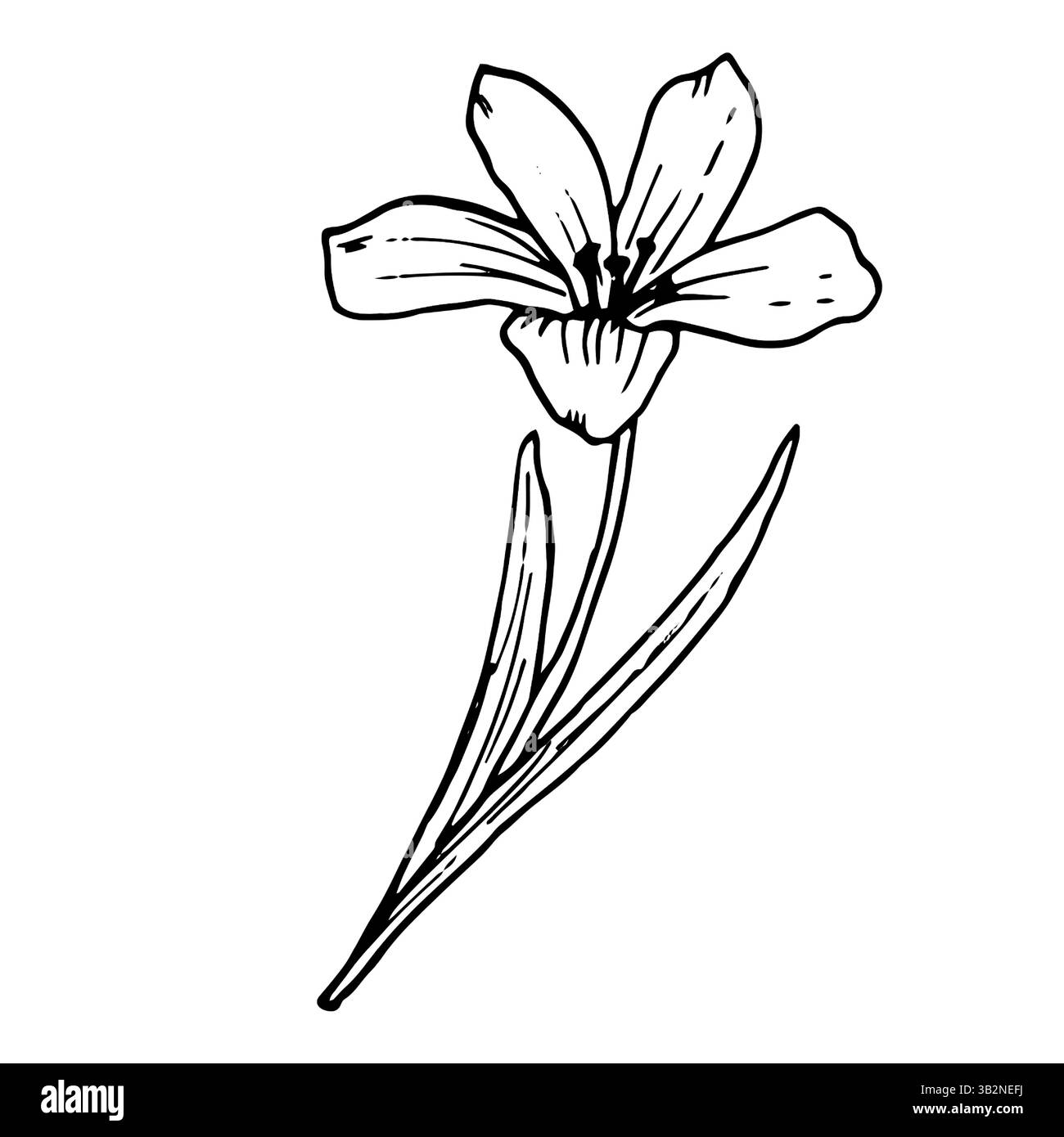 Forest flower with leaves, sketch in black and white ink. Vector botanical illustration. A pattern of wildflowers and buds, isolated on white backgrou Stock Vector