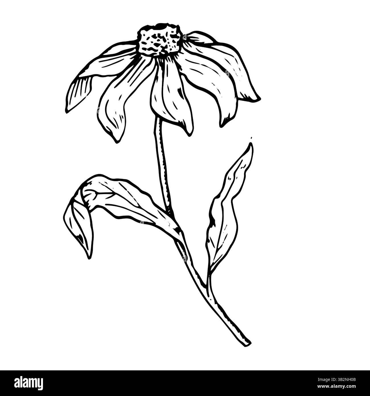 Garden flower with leaves, black and white ink sketch. Vector botanical illustration. A drawing of meadow and wildflowers, isolated on white backgroun Stock Vector