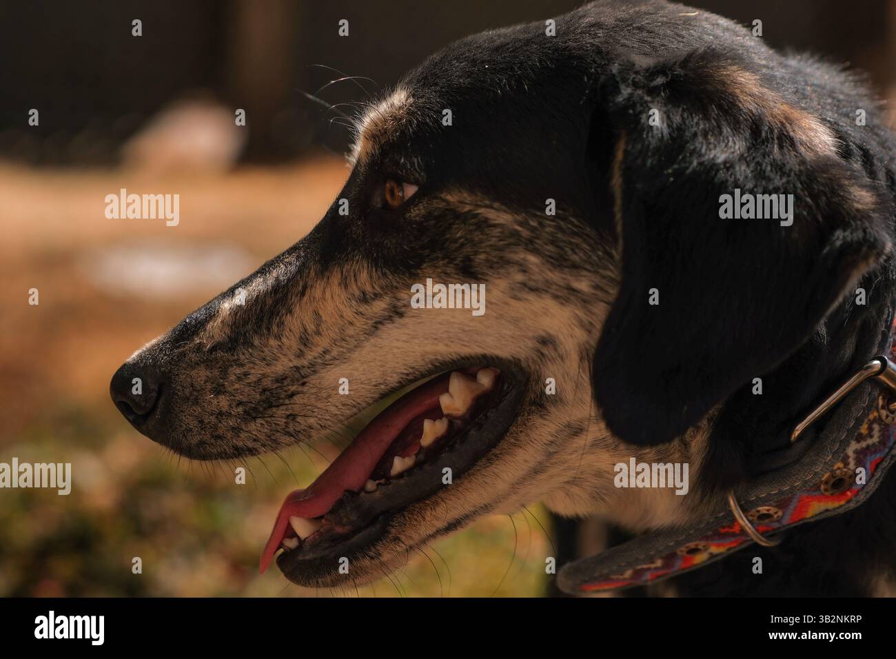 Side Profile of a Dog in Warm Afternoon Light Stock Photo