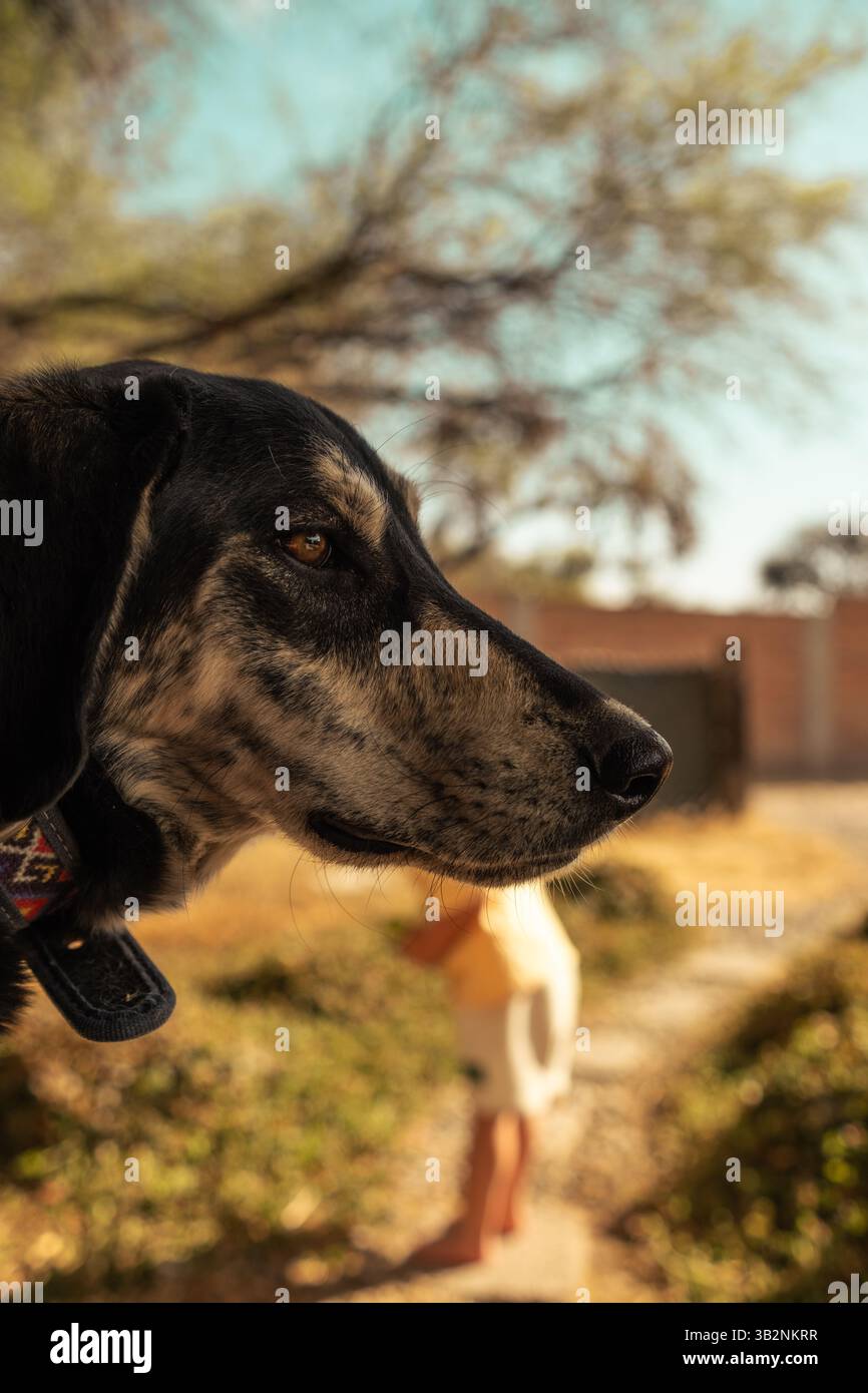 Guardian Doggy Gaze in Golden Light Stock Photo