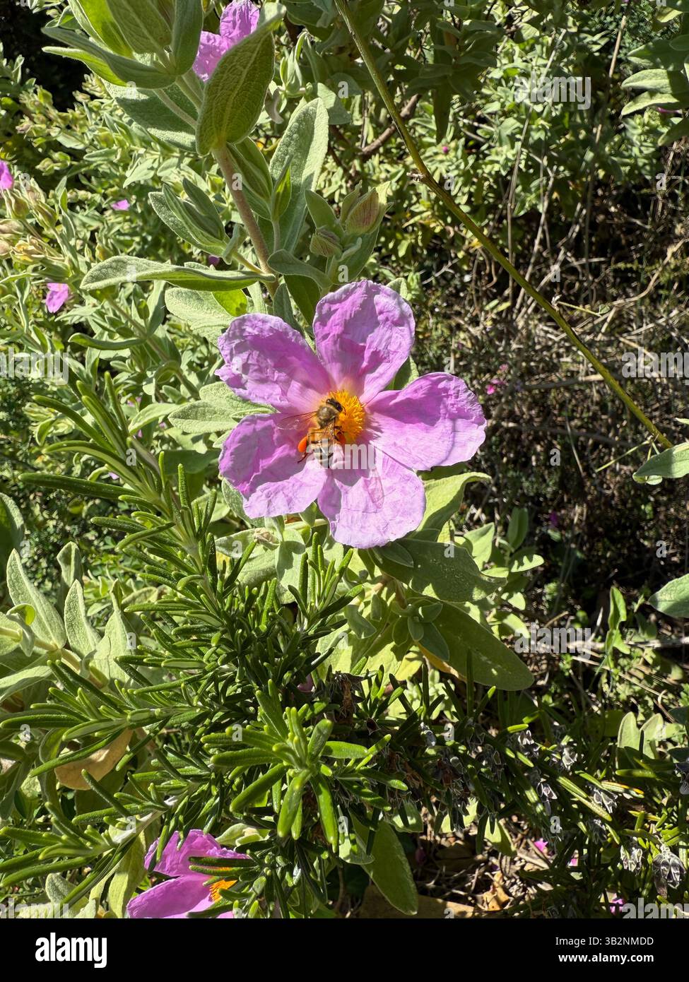 Bee with Flower - Smartphone Captured Stock Image
