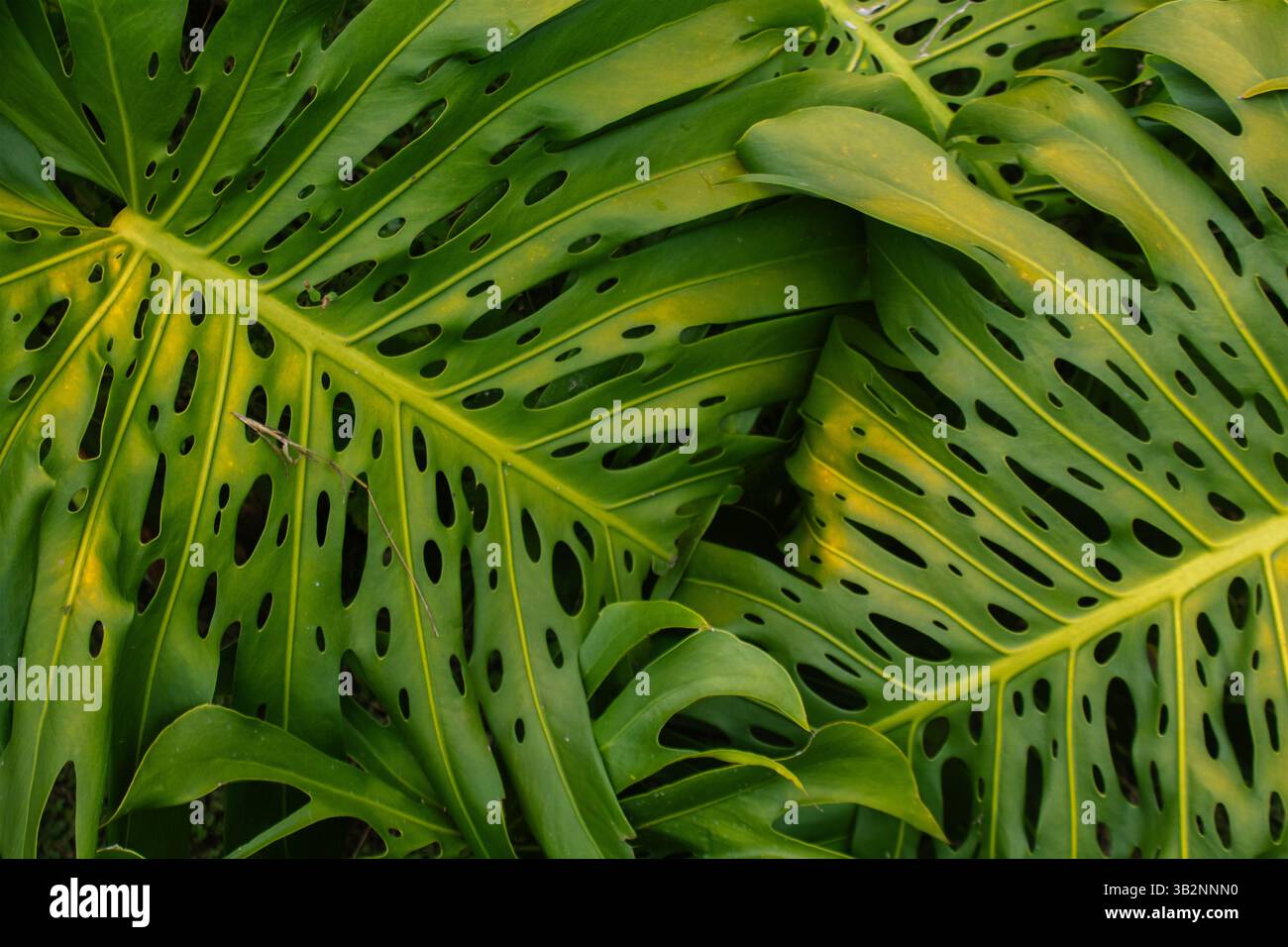 Monstera leaf close up hi-res stock photography and images - Alamy