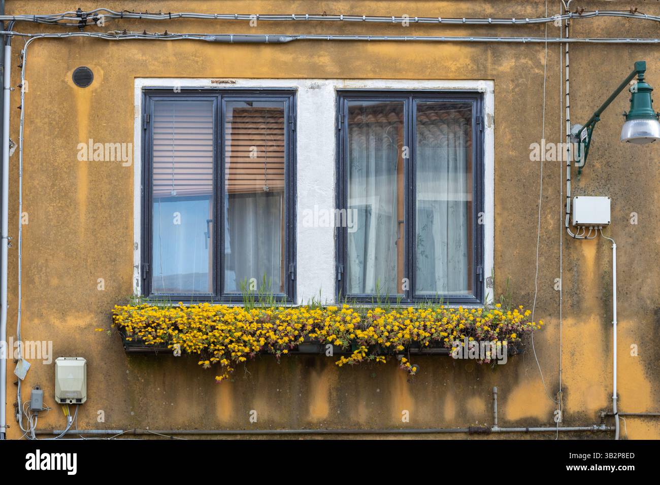 Old building window with yellow flowers Stock Photo