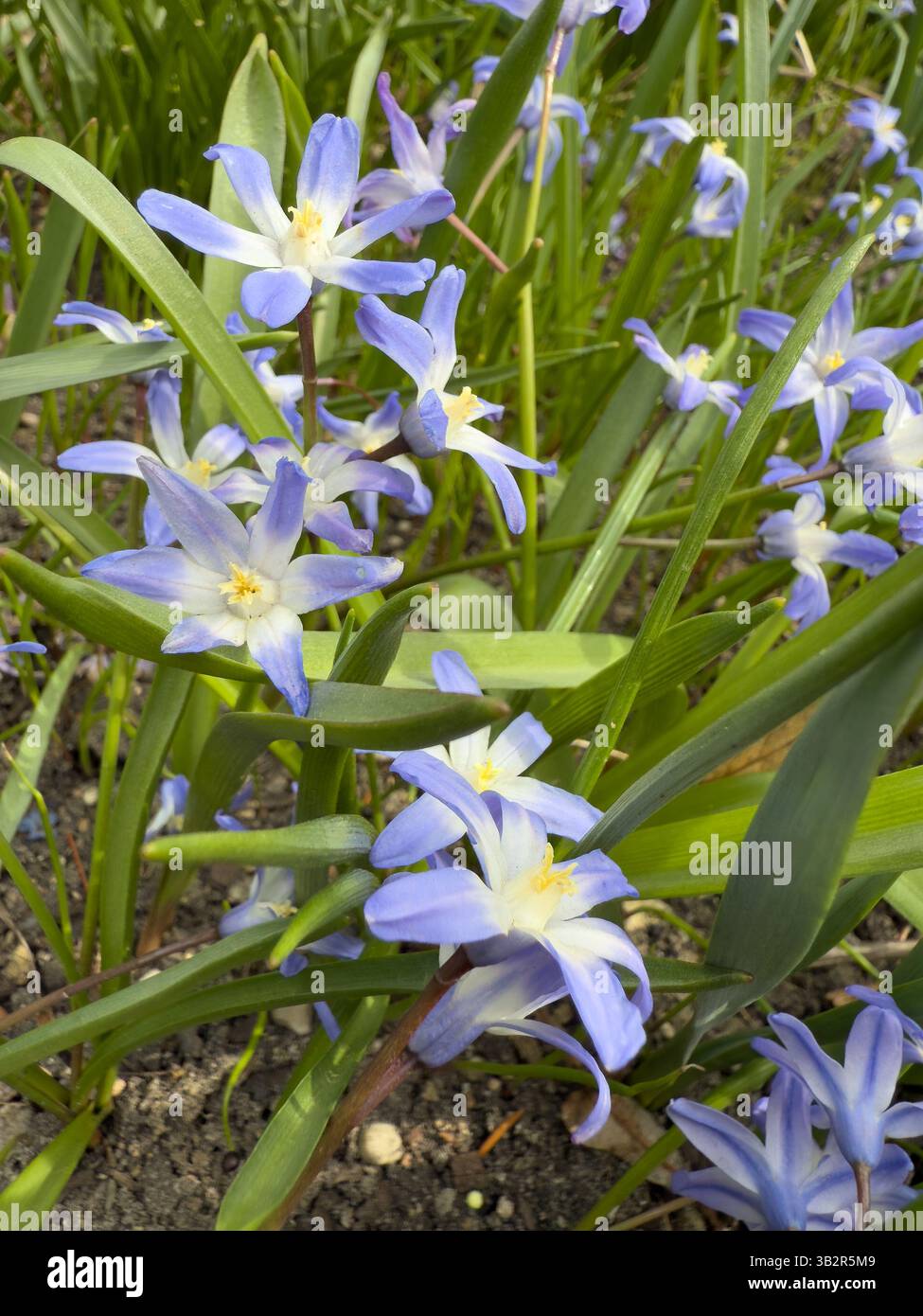 Close-up of delicate blue flowers blooming in a lush green meadow under soft spring sunlight. Perfect for nature-inspired designs, springtime concepts - Smartphone Captured Stock Image