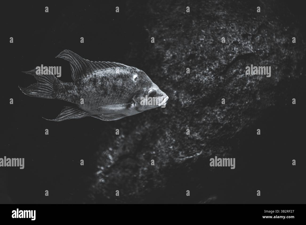 Aquariumin hi-res stock photography and images - Alamy