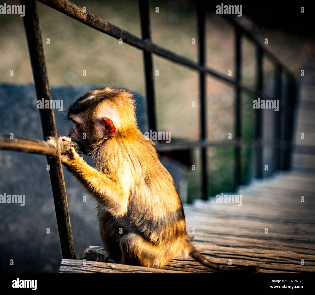 MonkeyｰD-Bridgeさま専用です。 4,650 Bridge Monkeys Royalty-Free Images, Stock Photos & Pictures