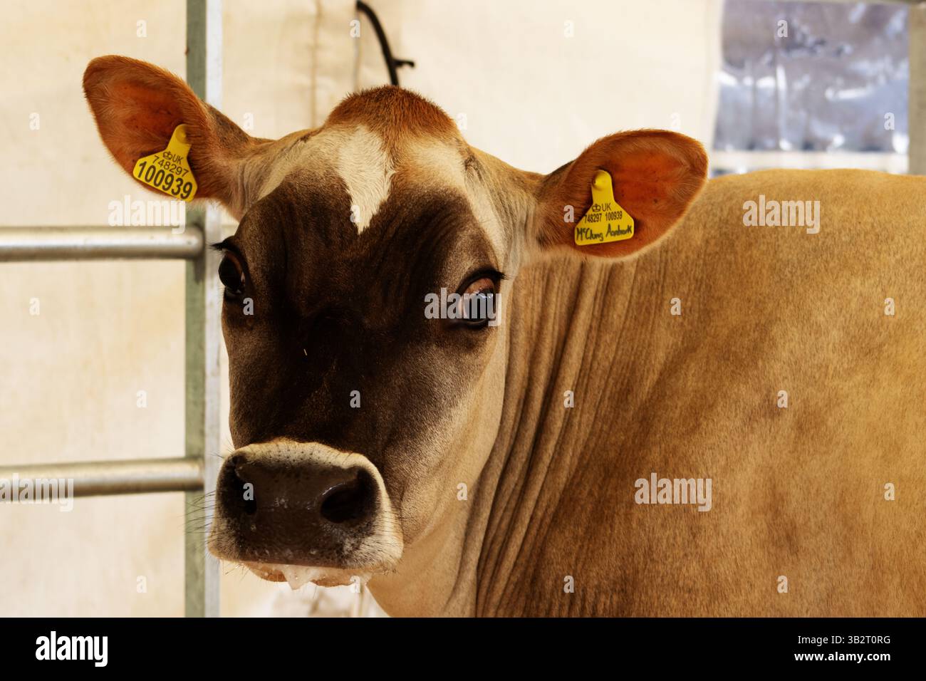Farming family uk sheep cows hi-res stock photography and images - Alamy