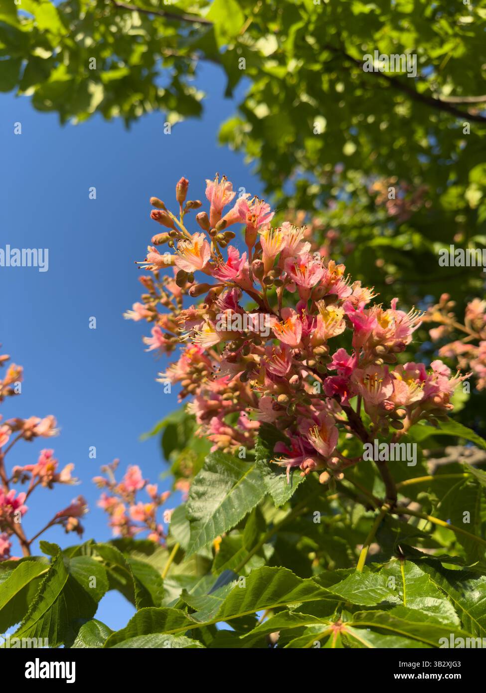 Vibrant pink chestnut flowers blooming under a bright blue sky, surrounded by lush green foliage. Perfect for natural, botanical and seasonal themes, - Smartphone Captured Stock Image
