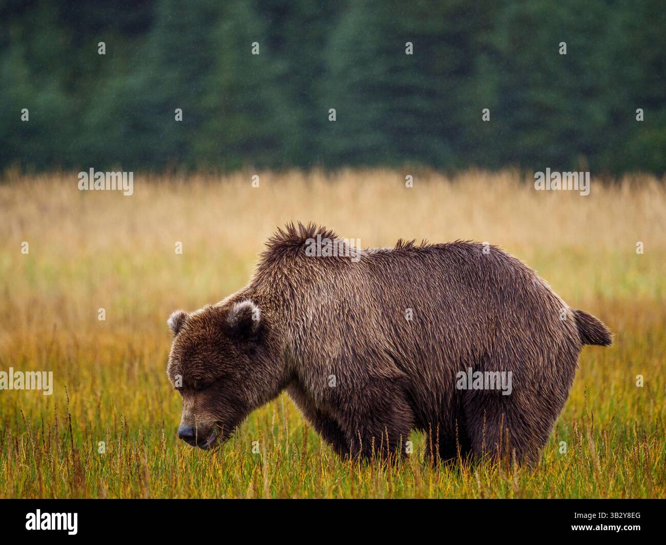 Coastal brown bear, also known as grizzly bear (Ursus arctos), in South ...