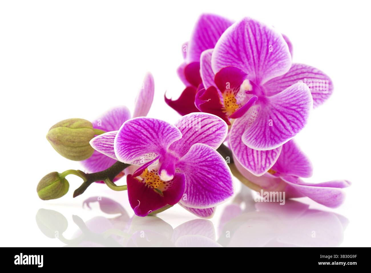 Tropical pink orchid isolated over white background Stock Photo - Alamy