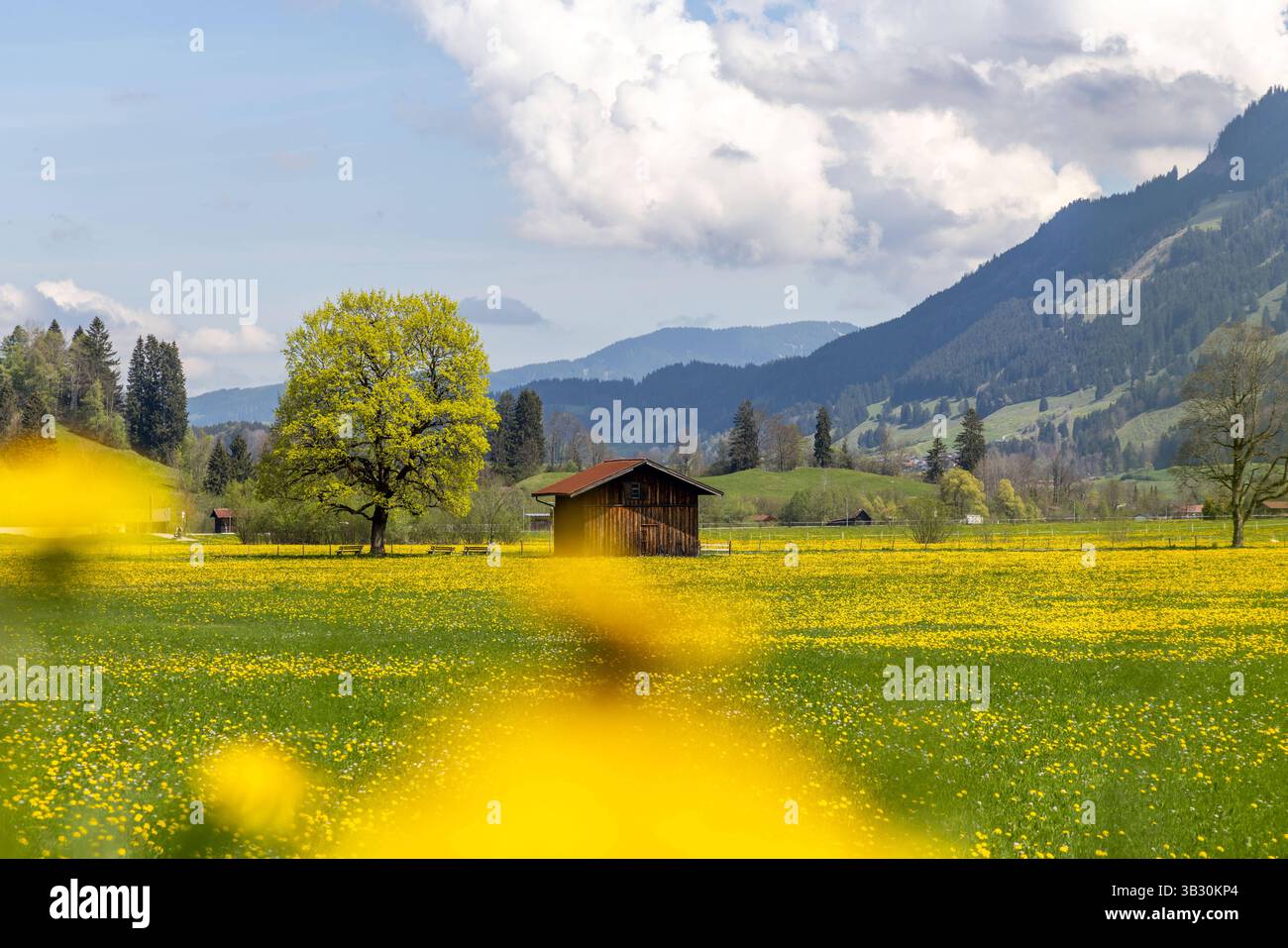 Frühling in Oberstdorf Sie Sonne scheint auf die Wiesen bei Oberstdorf ...