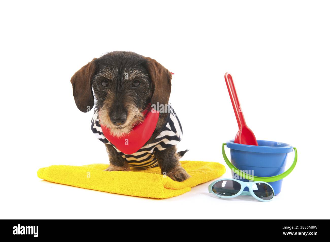 Wire haired dachshund at the beach in swim suit Stock Photo