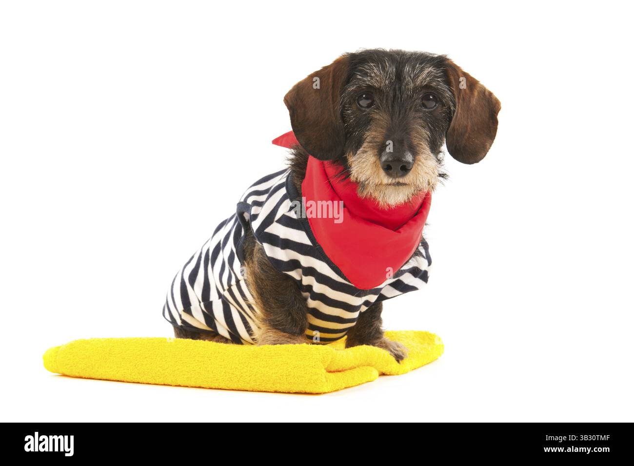 Wire haired dachshund at the beach in swim suit Stock Photo