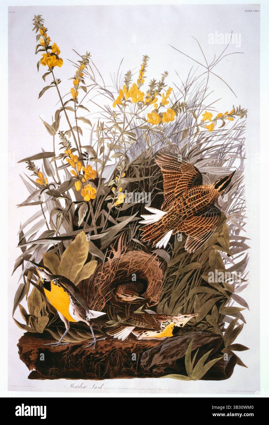 Nov. 10, 2015 - Meadowlark, False Foxglove, Hand-Colored Etching from the Book ''The Birds of America'' by George Lehman and John James Audubon, circa 1830's (Credit Image: © Glasshouse via ZUMA Wire) Stock Photo