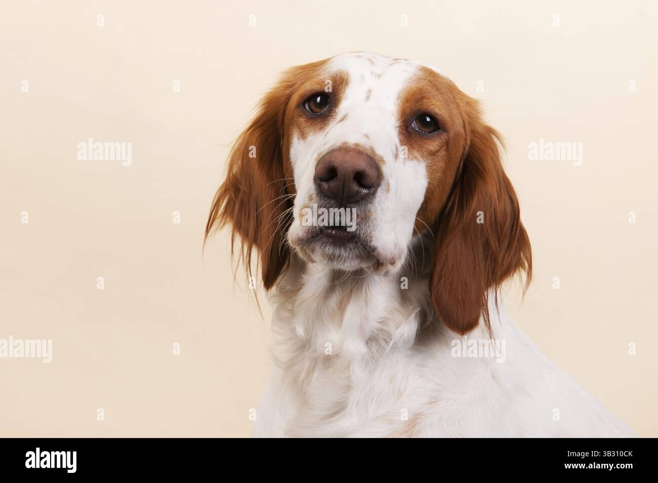 Portrait of cute cross-breed Spaniel on cream colored background Stock ...