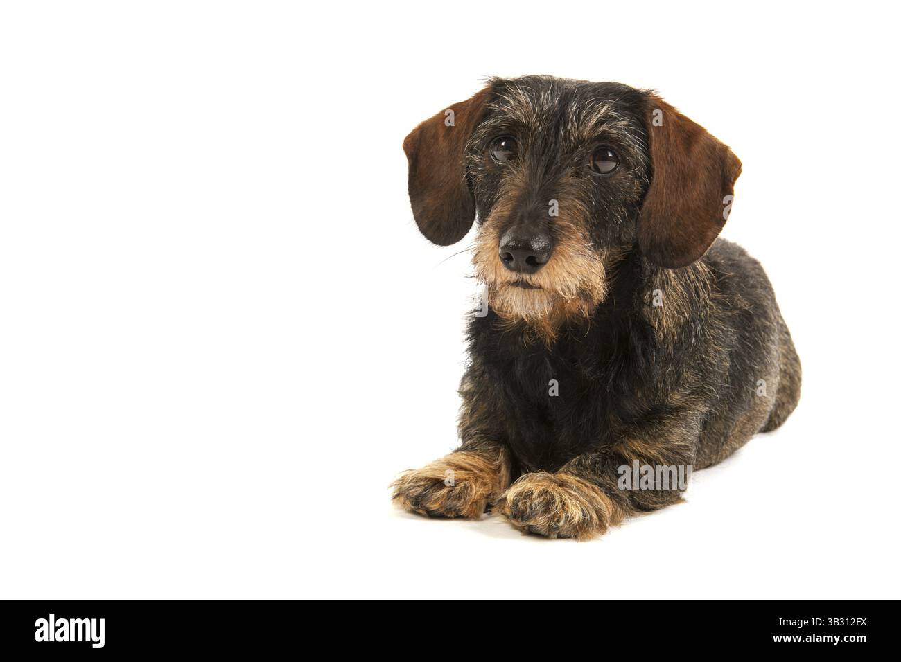 Wire haired dachshund isolated over white background Stock Photo
