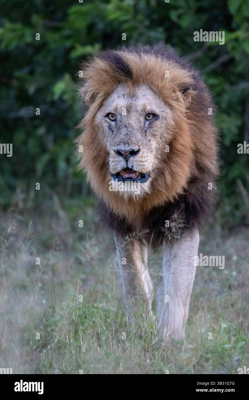 Full frontal view hi-res stock photography and images - Alamy